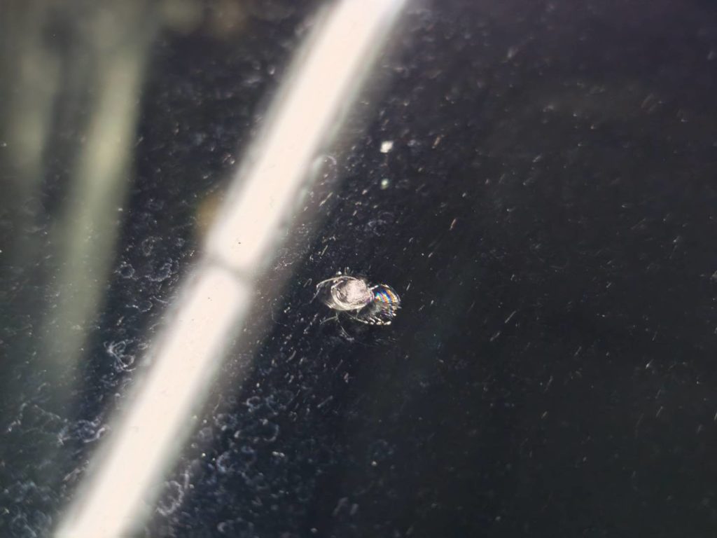 岡山市のお客様にフロントガラス飛び石修理 フィット【nexus株式会社】